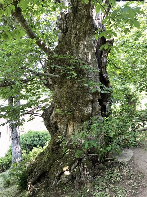 Cartella Stampa L Elenco Dei Nuovi Alberi Monumentali Una Selezione