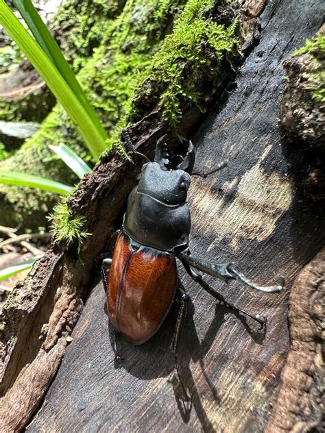 Neolucanus swinhoei from 臺灣島 尖石鄉 HSQ TW on August 25 2023 at 01 25