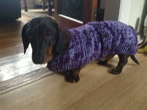 Dachshund Coat Knitting Pattern Download Etsy Uk Vintage Dachshund