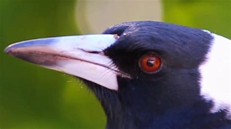 An Australian Magpies Call Youtube