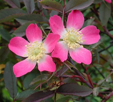 Rosa Rubrifolia Karhula Gardens Wild Roses Rose Native Rose