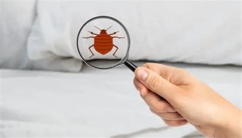 10 Signs of Pest Problems in Hotels – How to Get Rid of Them? - Pest ...