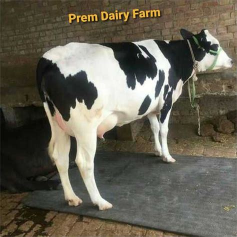 Hf Breed Cow At Inr In Karnal Haryana Prem Dairy Farm