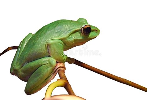 Tree Frog Stock Illustrations Tree Frog Stock Illustrations