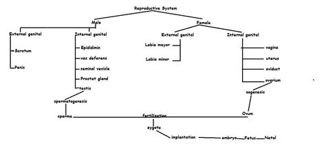 Reproductive System Concept Map Interactive Map