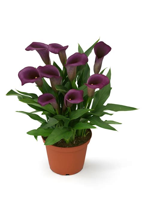 Paco Zabo Plant