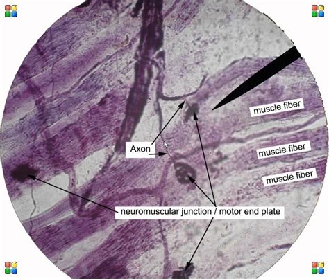 Neuromuscular Junction Slide Labeled