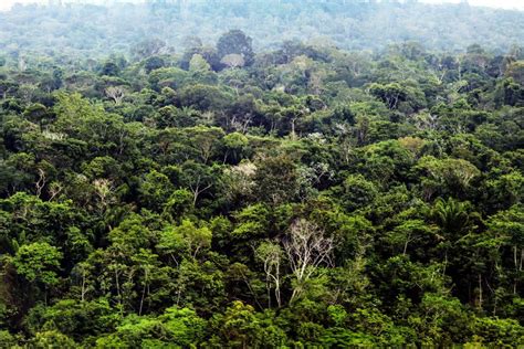 Pará Festeja Mês Do Meio Ambiente Com Manutenção Da Redução Do