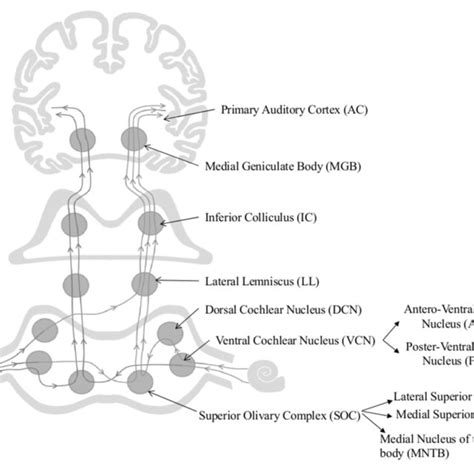 | Schematic diagram of the auditory pathway. This schematic diagram ...