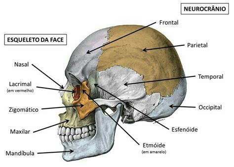 Pin de Rosiane Oliveira Reis em Salvamentos rápidos Crânio anatomia