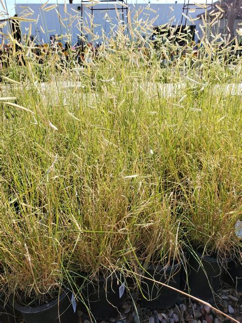 BLONDE AMBITION BLUE GRAMA Bouteloua Gracilis Blonde Ambition PP Treeland Nurseries