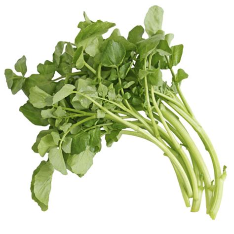 Water Cress Nutrition And Health Beneficial Veggies Info