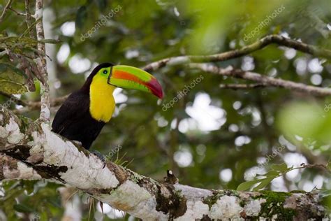 Keel Billed Toucan — Stock Photo © Wollertz 37348443