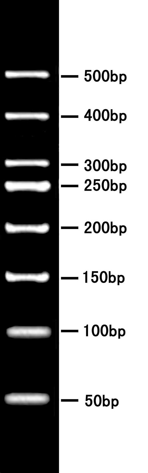 50BP DNA Ladder MEBEP Bio Science