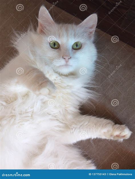 Cat Kitten White Pet Animal Cute Feline Kitty Domestic Fur