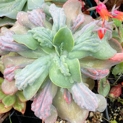 Echeveria Gibbiflora Paul Bunyan No Bumpyoung Plant Let Love