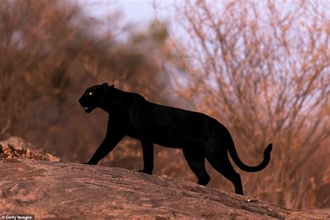 Extremely Rare Black Leopard Becomes The Ever To Be Photographed In