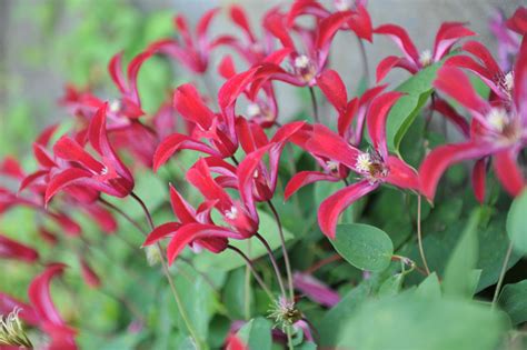 Clematis Texensis Texensis Group