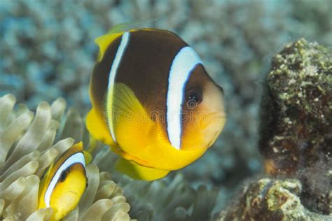 Clownfish In The Red Sea Reef In Eilat Stock Photo Image Of Nature