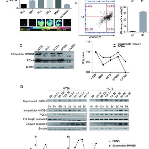 Hmgb1 Stimulated Cell Proliferation After Irradiation A The