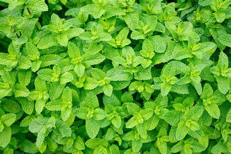 Mint leaves — Stock Photo © dnaumoid #29839465