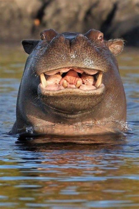 18 Photos That Prove Baby Hippos Are The Cutest Creatures In The Animal