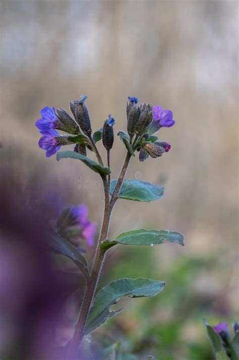Pulmonaria Officinalis Wild Flowering Forest Plant Group Of Blue