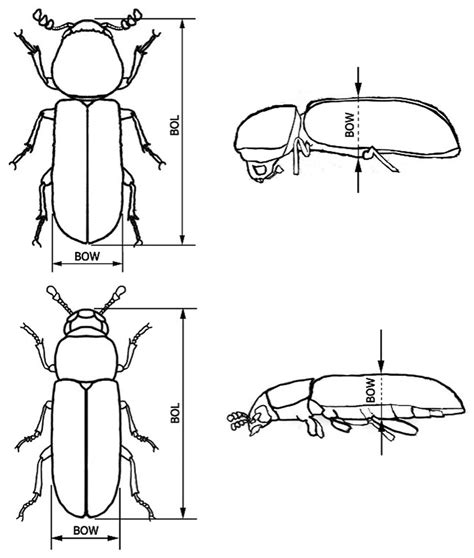 Scan lines of the body measurements of Rhyzopertha dominica ...