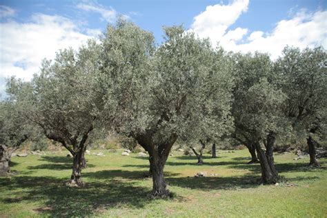 Καλώς ήρθατε στην Keleon
