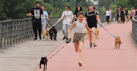 Canil Gatil E Associa O Dos Amigos Dos Animais De Santo Tirso Realizam