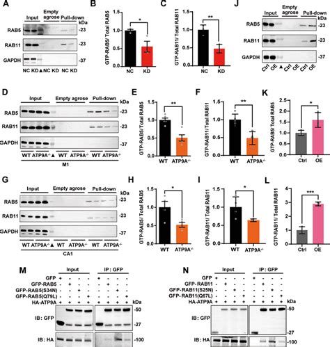 ATP9A Promotes The Activation Of RAB5 And RAB11 AC The Active Form Of