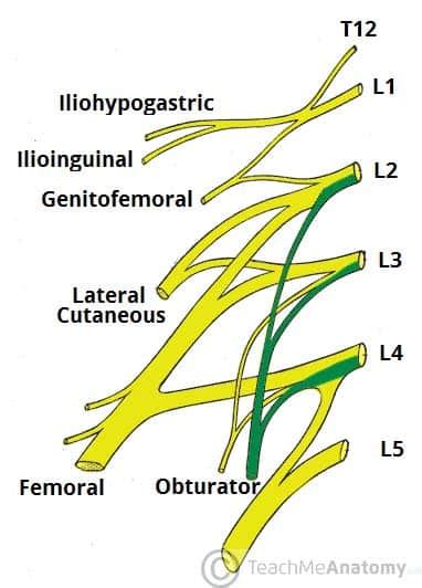 The Obturator Nerve - Course - Motor - Sensory - TeachMeAnatomy