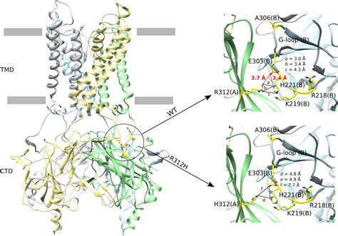 Cryoelectron Microscopy Unveils Unique Structural Features Of The