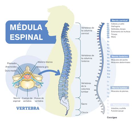 Cl Nica De Especialistas En Columna Vertebral Centro M Dico Abc