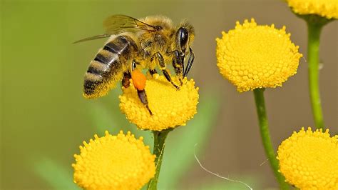 اجمل صور النحل ، خلفيات حشرة النحلة ، 2025 Bee Wallpapers صقور الإبدآع