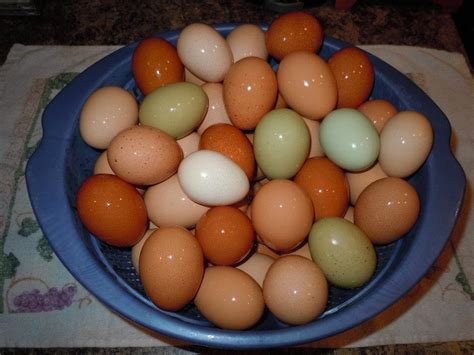 Fresh Eggs