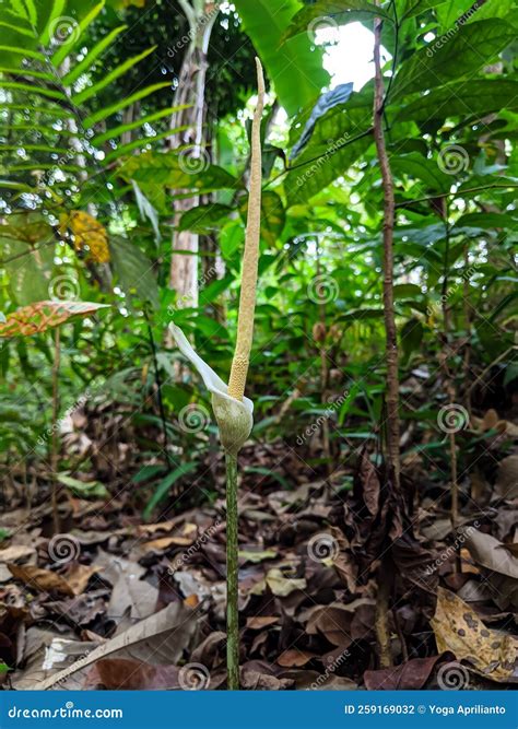 An Unusual And Fascinating Plant That Has Single Leaves Speckled Stems