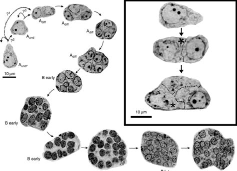 Spermatogonial Generations In Zebrafish The Terminology To Address The