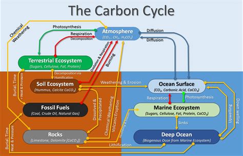 Carbon Cycle Vista Heights Th Grade Science Hot Sex Picture