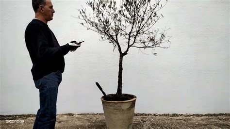 Guía completa Cómo podar un olivo en maceta paso a paso Herbie Seeds