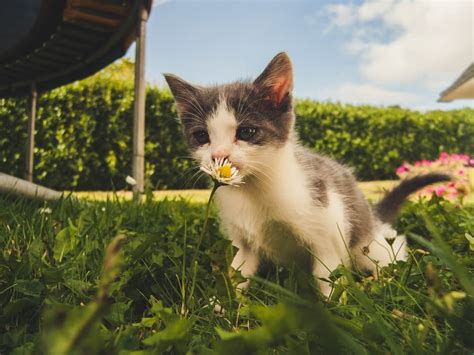 What Smells Do Cats Hate Understanding A Cats Sense Of Smell