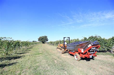 Vino Nobile di Montepulciano 2016 & 2015 Riservas: Full report - Decanter