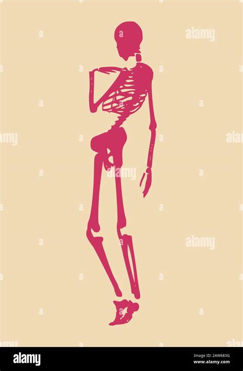 Halloween Human Skeleton Stock Vector Image And Art Alamy