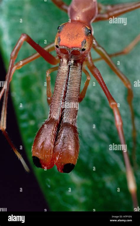 Kerengga Ant Like Jumper Myrmarachne Plataleoides Portrait Showing