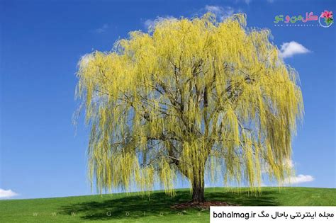 عکس درخت بید نقاشی ️ بهترین تصاویر