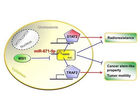 Biomedicines Free Full Text Mir 671 5p Inhibition By Msi1 Promotes