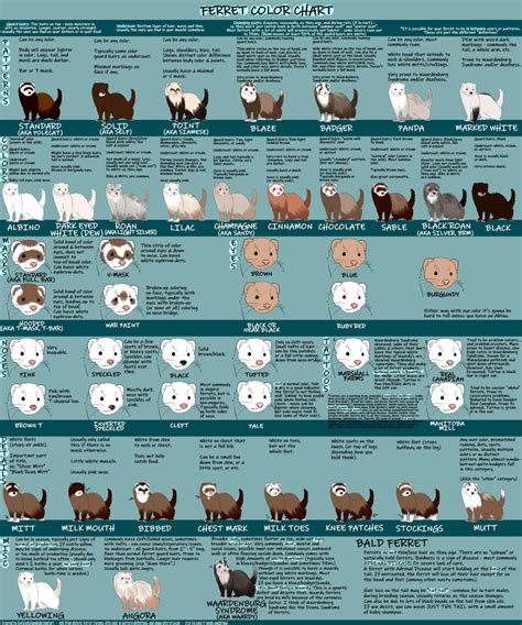 Ferret Finder Circuit Diagram Ferret Anatomy Poster