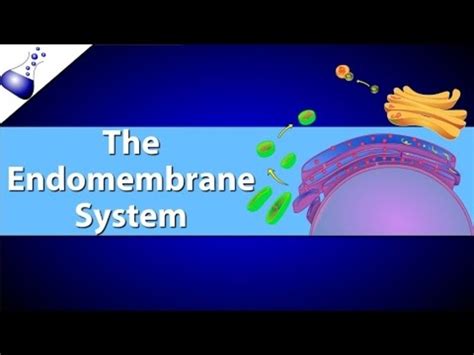 The Endomembrane System Instructional Video for 9th - 12th Grade ...