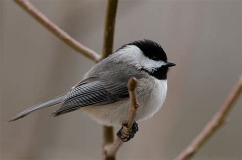 Carolina Chickadee | Audubon Field Guide