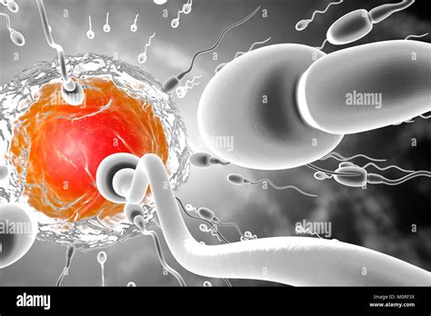 Ilustraci N D Visualizaci N De C Lulas De Esperma De Carreras A Un